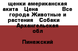 щенки американская акита › Цена ­ 30 000 - Все города Животные и растения » Собаки   . Архангельская обл.,Пинежский 